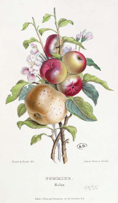 Apfelbaum (Malus), ca. 1835 von J. B. Pointel du Portail